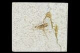 Bargain, Fossil March Fly (Plecia) - Green River Formation #138492-1